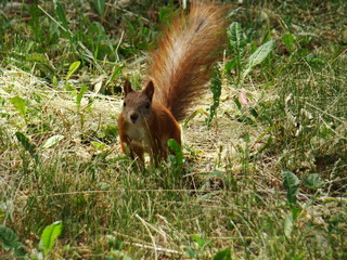 Naklejka na ściany i meble Squirrel in the green grass. Red-haired squirrel sits in the grass.