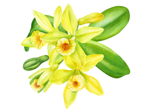 orchid vanilla flowers on an isolated white background, watercolor painting, hand drawn