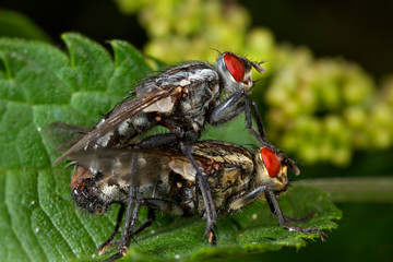 Flies mating on the leaf