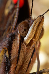 The red admiral butterfly head portrait