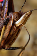 The red admiral butterfly head portrait