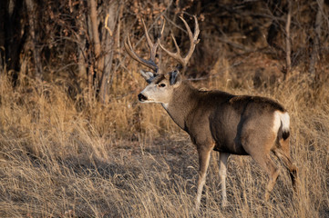 A Large Mule Deer Buck in a Field During Autumn