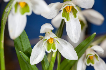 Obraz premium Close-up of the snowdrop, Galanthus nivalis