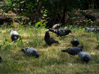 Wild pigeons on the green lawn, a flock of wild pigeons in the meadow.