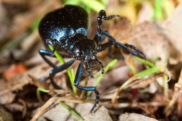 The oil beetle (Meloe violaceus)