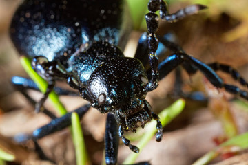 The oil beetle (Meloe violaceus)