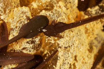 Frog tadpole in a forest pond