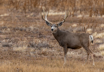 A Large Mule Deer Buck in a Field During Autumn
