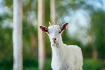 Obraz premium goat on the meadow