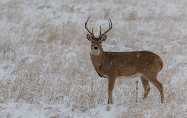 A Beautiful White-tailed Deer Buck in a Snowstorm