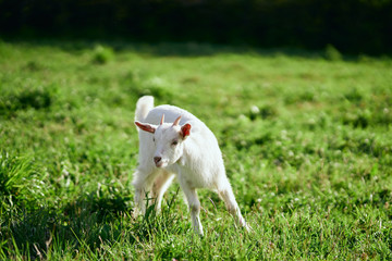 Obraz premium goat on green grass
