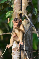 A little monkey (Southern pig-tailed macaque) or  'beruk' is sitting on a tree branch.