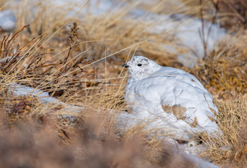White-tailed Ptarmigan in Winter Plumage in a Snowy Alpine Meadow