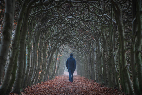 A man walking in a tunnel of trees on an hazy day in autumn.