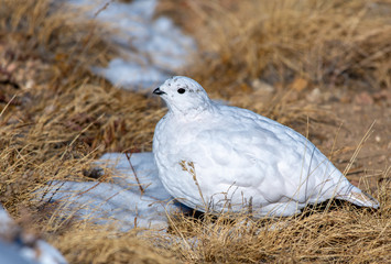 White-tailed Ptarmigan in Winter Plumage in a Snowy Alpine Meadow