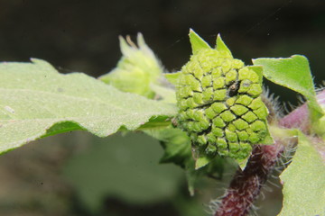 Eclipta prostrata Seed pod macro commonly known as false daisy, yerba de tago, Karisalankanni and bhringraj.