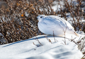 White-tailed Ptarmigan in Winter Plumage in a Snowy Alpine Meadow