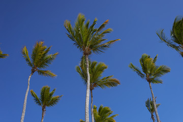 palm leaves against blue sky