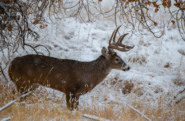 A Beautiful White-tailed Deer Buck in a Snowstorm