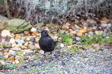 male of Common blackbird (Turdus merula) on ground looking for food