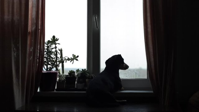 Back view of a small black dog looking out the window