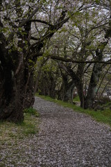 Fototapeta premium Sakura trees along pathway