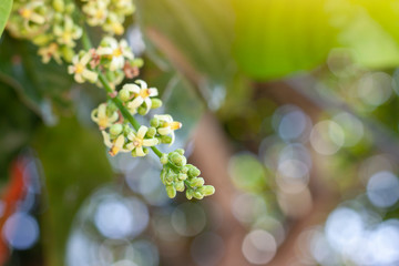 Inflorescence of Santol or Sentul fruit (Sandoricum koetjape) bloom on tree with sunlight on blur nature background. 