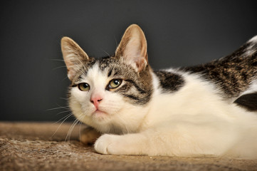 gray with white cat in the studio on a dark gray background