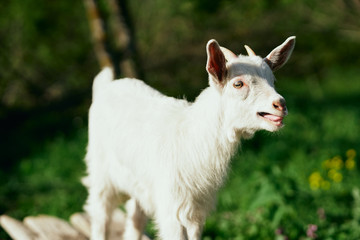 Obraz premium goat on green grass
