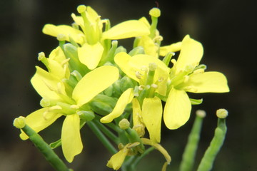 Fototapeta na wymiar Close up Macro photo of the yellow colored mustard flowers.