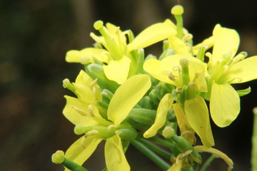 Fototapeta premium Close up Macro photo of the yellow colored mustard flowers.