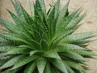 Succulent havortia. Photo of green stems of haworthia succulent.
