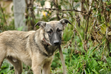 gray dog, ears up on a leash on the grass, scared, half-breed hound, cur, animals from the shelter