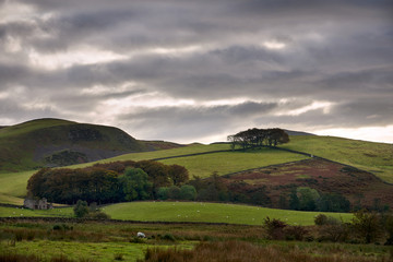 Hill farming near Dufton with sheep grazing on the green pastures on an overcast day.