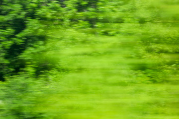 Green nature in summer in motion