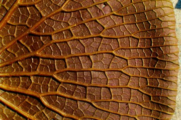 Close up Macro photo of the back side of a Water lily leaf with streaks. Natural background. Flat...