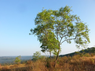 Obraz premium tree in the field