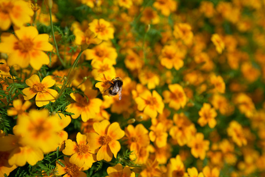 A Bumblebee Collecting Pollen On Bright Yellow And Orange Flowers With A Blurred Sunny Background.