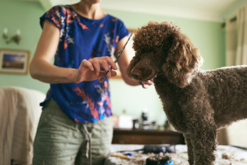 Grooming time for a pet dog as he has his wool, haircut at home.