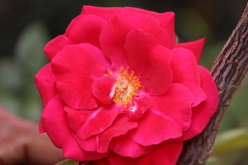 Pink Rose flower with raindrops on background pink roses flowers. Nature