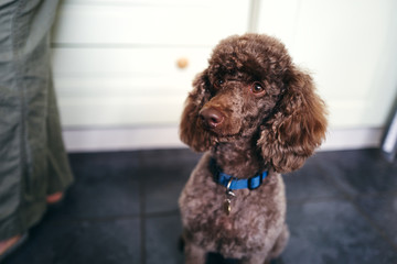 A pet dog portrait of a brown miniature poodle with a blurred background