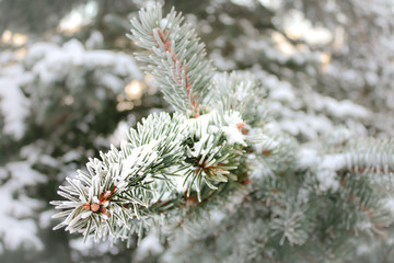 winter day: snowy pine branch, frozen hoarfrost on needles, texture, wallpaper
