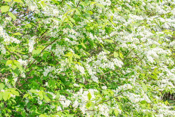 Bright flowers bird cherry on a sunny day