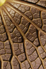 Close up Macro photo of the back side of a Water lily leaf with streaks. Natural background. Flat lay