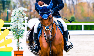 Horse and rider in uniform performing jump at show jumping competition. Horse horizontal banner for...