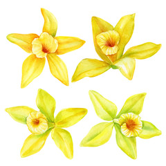 set of yellow vanilla flowers orchid, leaves, buds, pods on an isolated white background, watercolor painting, hand drawn