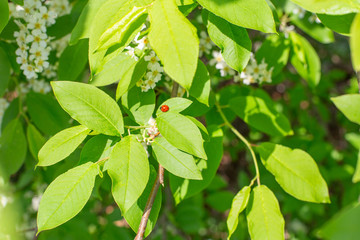 Ladybug sitting on a bright green leaf of bird cherry