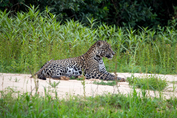 Fototapeta na wymiar Ein Jaguar legt eine Pause auf einer sandigen Stelle zwischen grüner Vegetation ein