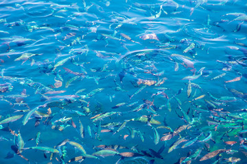 Fish in the blue water of the sea as a background
