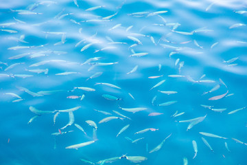 Fish in the blue water of the sea as a background